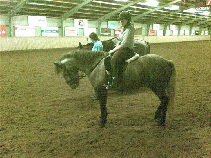 Islænder /Blanding Bamse(rim-faxe) - helt nyt fra d. 24/1 - 08. min fødselsdag :D hehe :P.. Efter undervisning billede 16