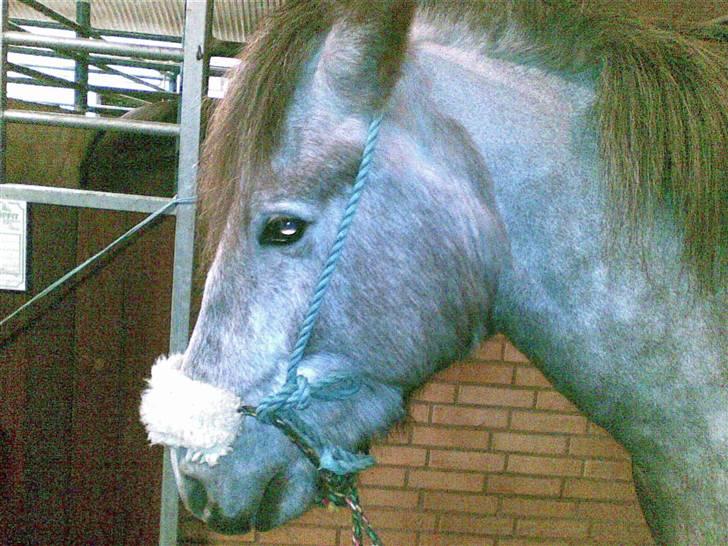 Islænder /Blanding Bamse(rim-faxe) - Fra d. 23/1-08.. Lidt hjemmefixet grime værk heh :P.. red ham med det og han gik helt fint :D billede 17