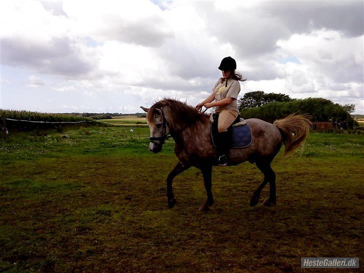 Islænder /Blanding Bamse(rim-faxe) billede 18