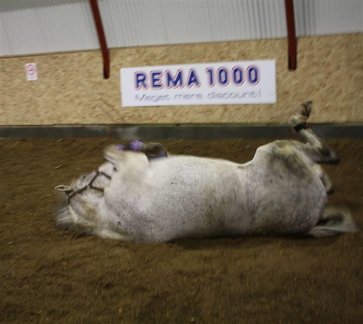 Anden særlig race Line ( halvpart) billede 2