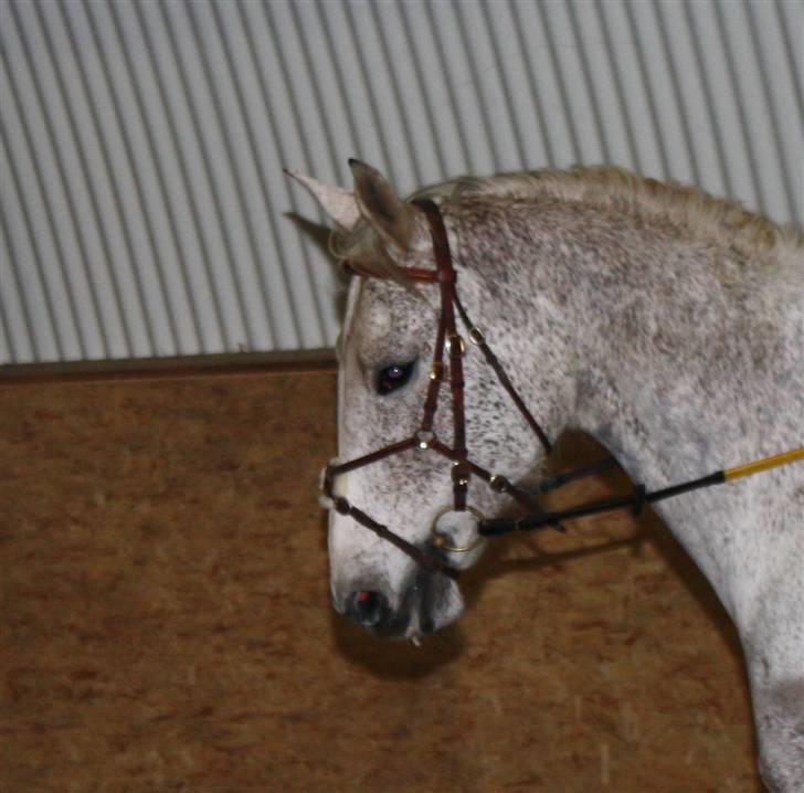 Anden særlig race Line ( halvpart) billede 4