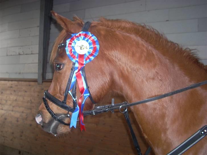 Anden særlig race Bauke <3 R.I.P  - Velkommen til Baukedrengens profil <3 Læg gerne en kommentar <3 Vi blev fejlfrie til vores første stævne, fuck jeg elsker dig Bauke<3 Foto: Lærke billede 1