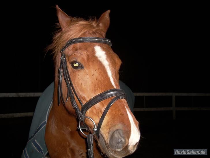 Anden særlig race Bauke <3 R.I.P  - Moar ikke mere ridning for idag vel ? Foto: Lærke billede 2