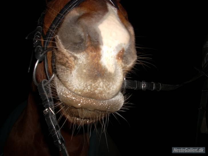 Anden særlig race Bauke <3 R.I.P  - Uhhm lækker mule Bauke <3 Foto: Lærke billede 3