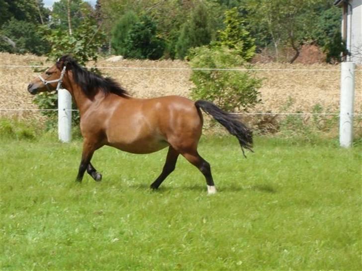 Welsh Mountain (sec A) Bonnie Trellebjerg billede 8