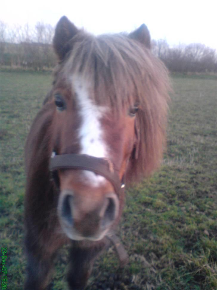 Anden særlig race Kasper (plejehest) billede 14