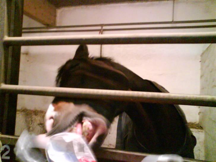 Anden særlig race Sunshine billede 10