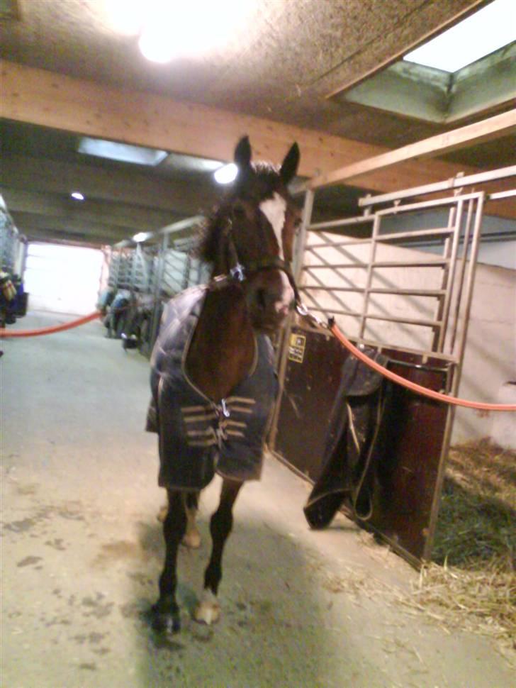 Anden særlig race Sunshine billede 12