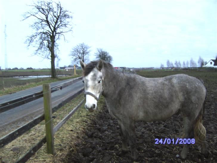 Connemara Wonder Cartney - På fold billede 17