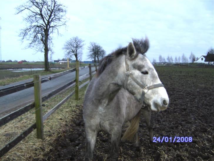 Connemara Wonder Cartney - Lækkert hår;P billede 18