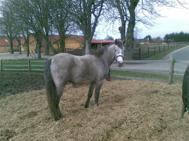 Connemara Wonder Cartney - Han er da dejlig:D billede 19