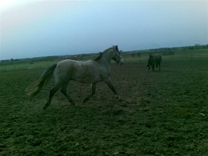 Connemara Wonder Cartney - Jeg løber for mit liv;P Den telefon æder mig jo ikk? billede 20