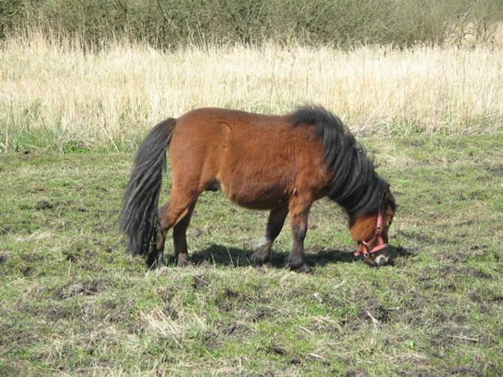 Shetlænder Spivrit (Solgt) billede 1