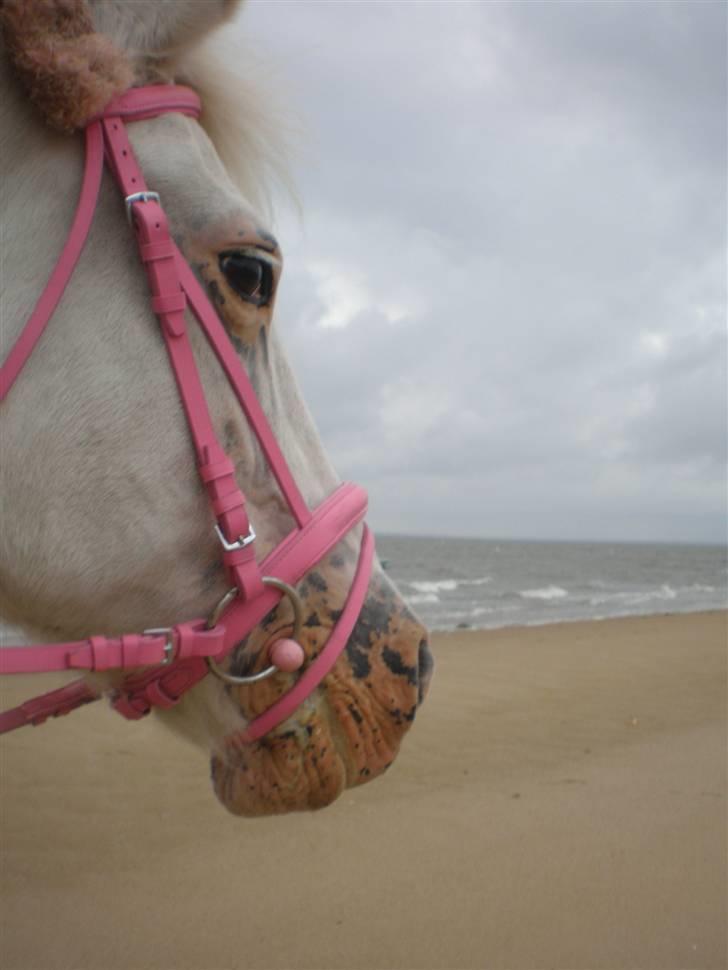 Anden særlig race Bonnie Best<3 | SOLGT - På stranden i blæsevejr , med det nye hovedetøj ! :D<3 {fotograf: mester fotografen FIE} billede 10