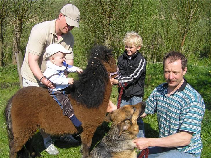 Shetlænder Spivrit (Solgt) billede 2