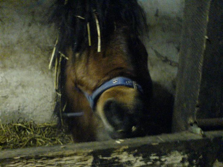 Shetlænder Spivrit (Solgt) billede 3