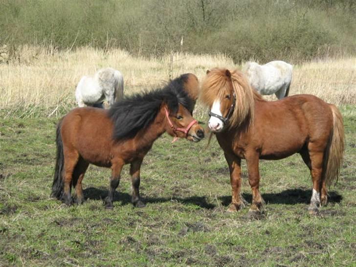 Shetlænder Spivrit (Solgt) billede 4