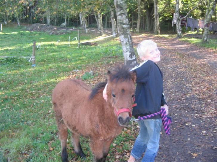 Shetlænder Spivrit (Solgt) billede 5