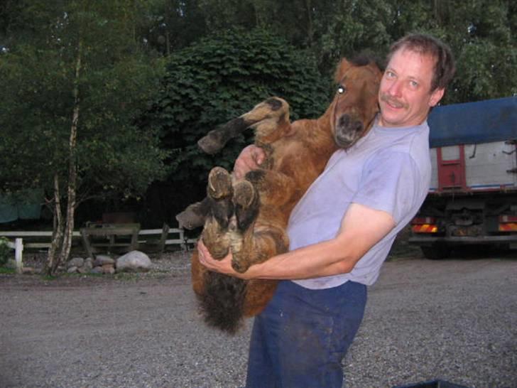 Shetlænder Spivrit (Solgt) billede 6