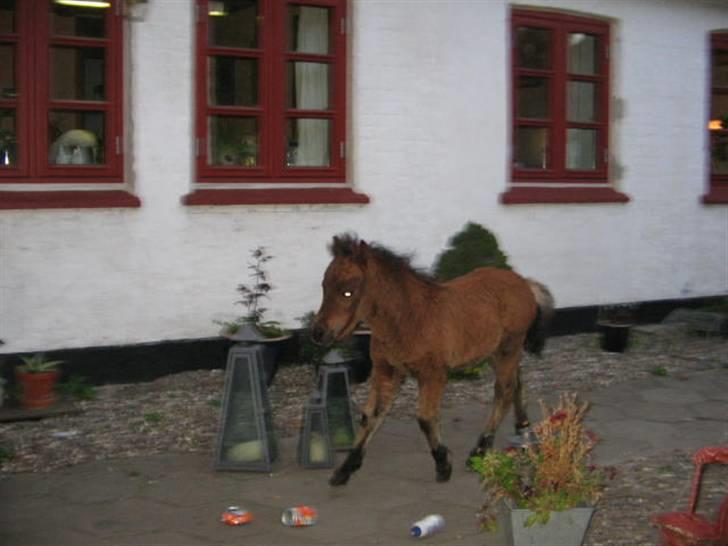 Shetlænder Spivrit (Solgt) billede 7