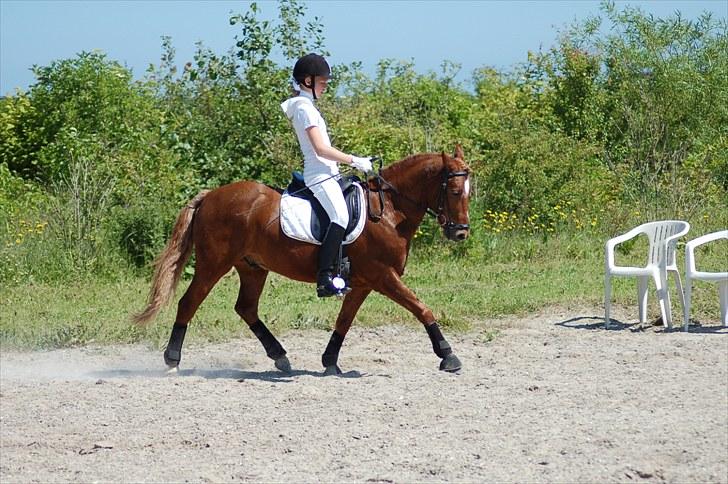 Welsh Pony af Cob-type (sec C) Tjekita ¤My Soulmate¤ - Intet er umuligt for dem der bære viljen til at opnå noget ! <3 Mester fotograf: Katja billede 16