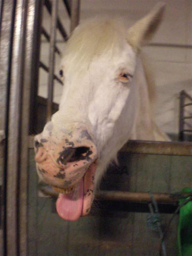 Anden særlig race Bonnie Best<3 | SOLGT - ooh , hun er lidt træt efter træning (; <3 {fotograf: mig} billede 11