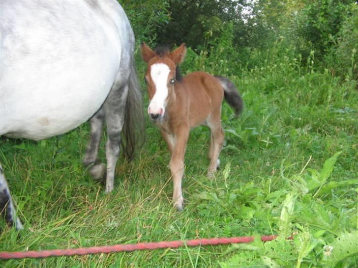 Shetlænder Lady (Solgt) billede 1