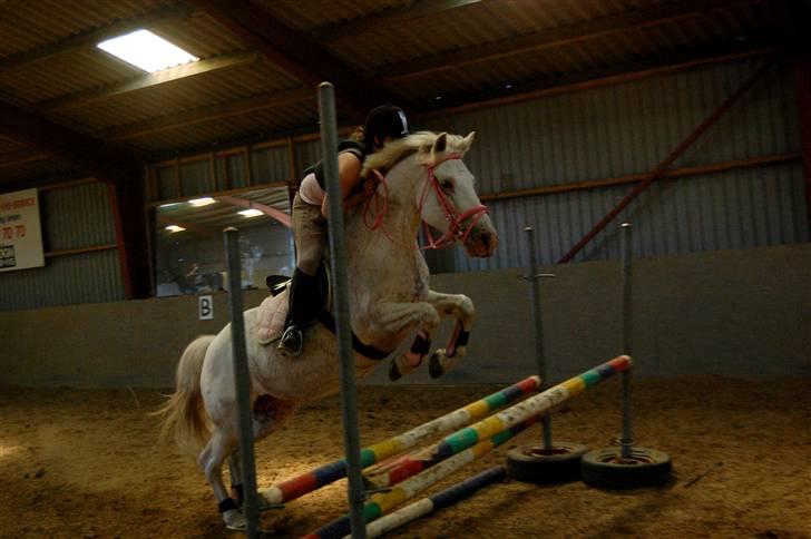 Anden særlig race Bonnie Best<3 | SOLGT - en lille okse :D <3 {mester fotografen WANNER ! :D} billede 13
