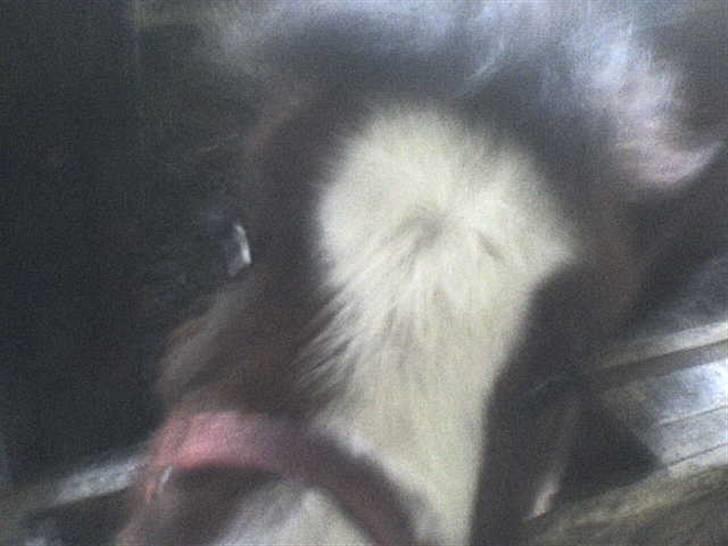 Shetlænder Lady (Solgt) billede 2