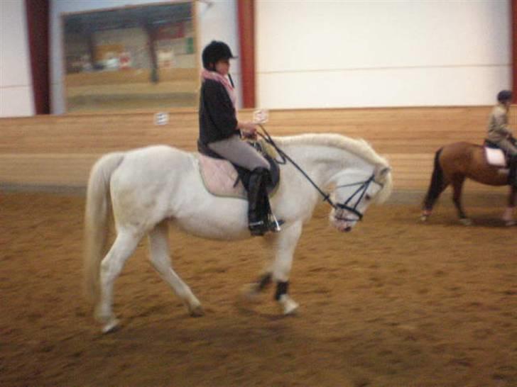 Anden særlig race Bonnie Best<3 | SOLGT - hun kan skam os gå fint (; <3 {fotograf: winnie} billede 14