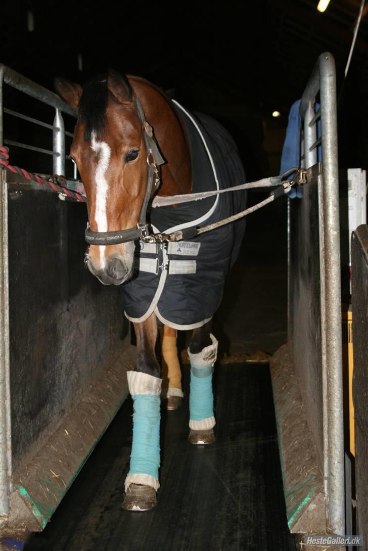 Welsh Pony af Cob-type (sec C) Kielshoop Honey Starlight - NYT 2010 billede 6