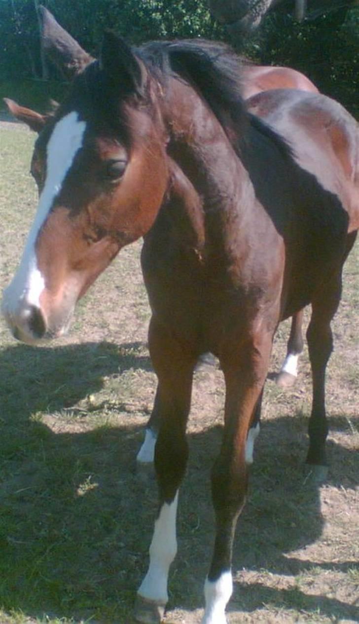 Dansk Varmblod Whitney død :( - nu er hun blevet lidt større billede 1
