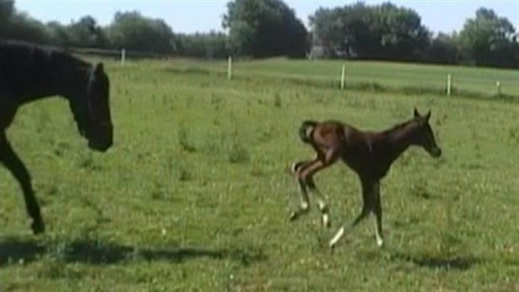 Dansk Varmblod Whitney død :( - Nu er hun lidt vild den lille  billede 3