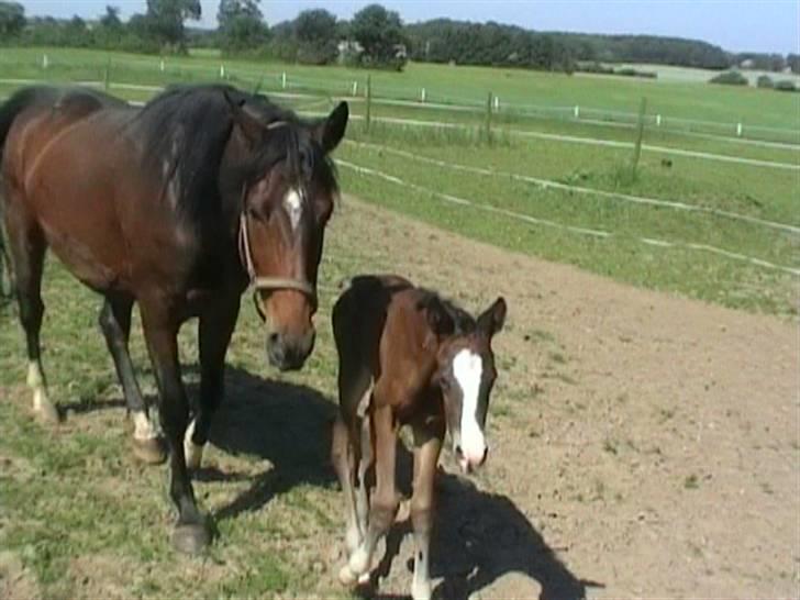 Dansk Varmblod Whitney død :( - mor og datter, Winslet og Withey  billede 4