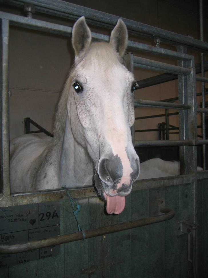 Anden særlig race Pilgrim <3 { R.I.P } - Pilgrim du er savnet ualmindelig meget ! Det var de bedste 3 år i mit liv ! <3 Jeg evig elsker dig min grimse baby :* ! billede 1