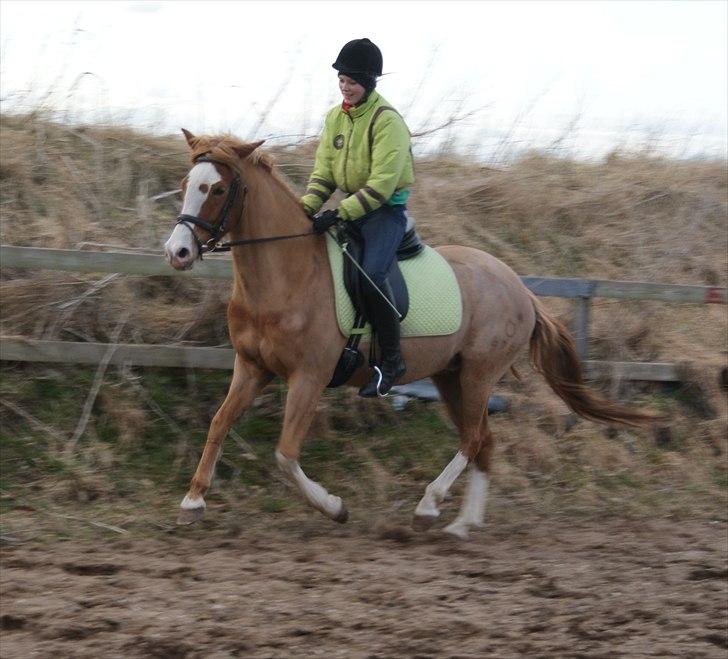 DSP Hyldtoft´s Kika Bredager - 27.03.11. Første galop med rytter billede 6