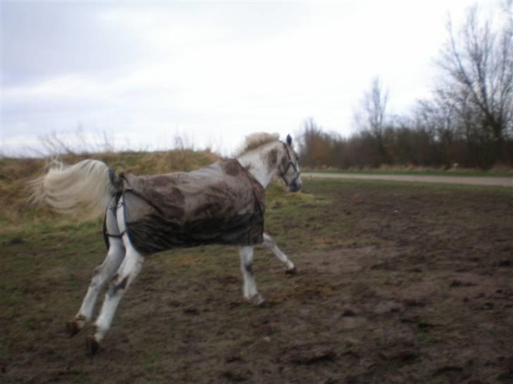 Anden særlig race Pilgrim <3 { R.I.P } - Du er simpelthen dejlig skat :D <3.  (Se lige hvor meget han strækker ud i benene :b) billede 4