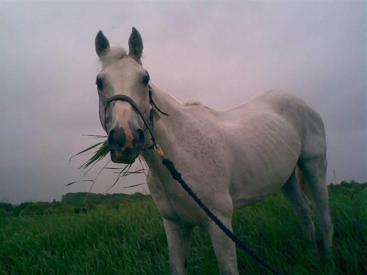 Anden særlig race Pilgrim <3 { R.I.P } - Glade hest :´) <3. billede 5