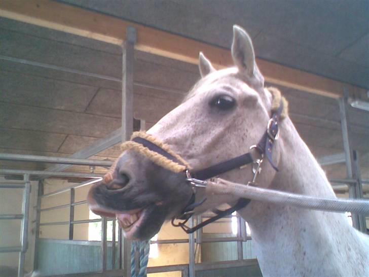 Anden særlig race Pilgrim <3 { R.I.P } - Han er deeeeejlig !  billede 6