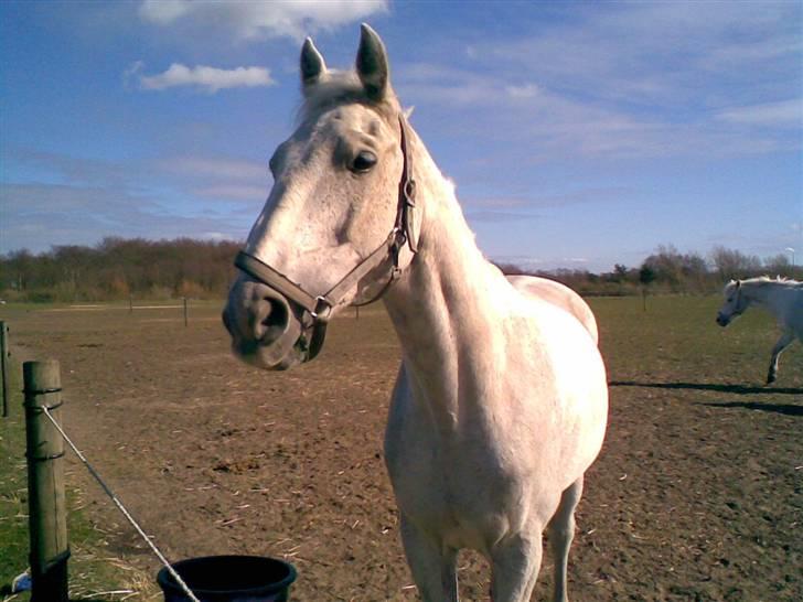 Anden særlig race Pilgrim <3 { R.I.P } - På marken<3 billede 10