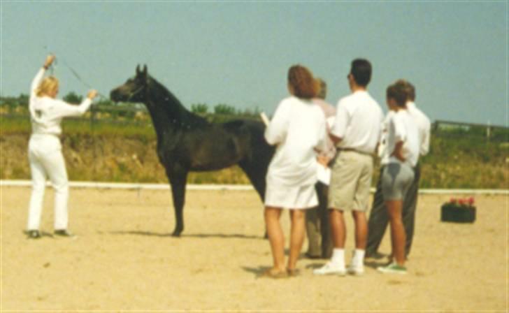 Arabisk fuldblod (OX) Epirus - Epirus på show, 2 år gammel (: billede 16