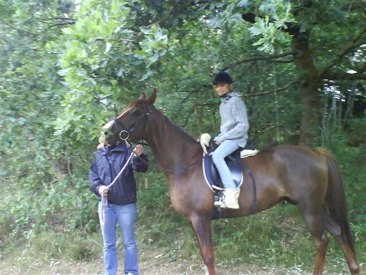 Arabisk fuldblod (OX) Indian Zila   - zila 5 år og Maja 10 år på by og skov rundtur i træktov billede 8