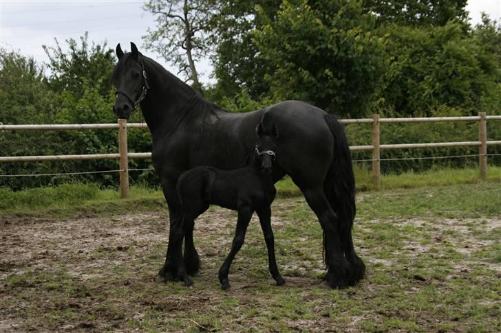 Frieser Willy 'fan Panhuys' - Willy med føl Zafira Ellemose billede 2