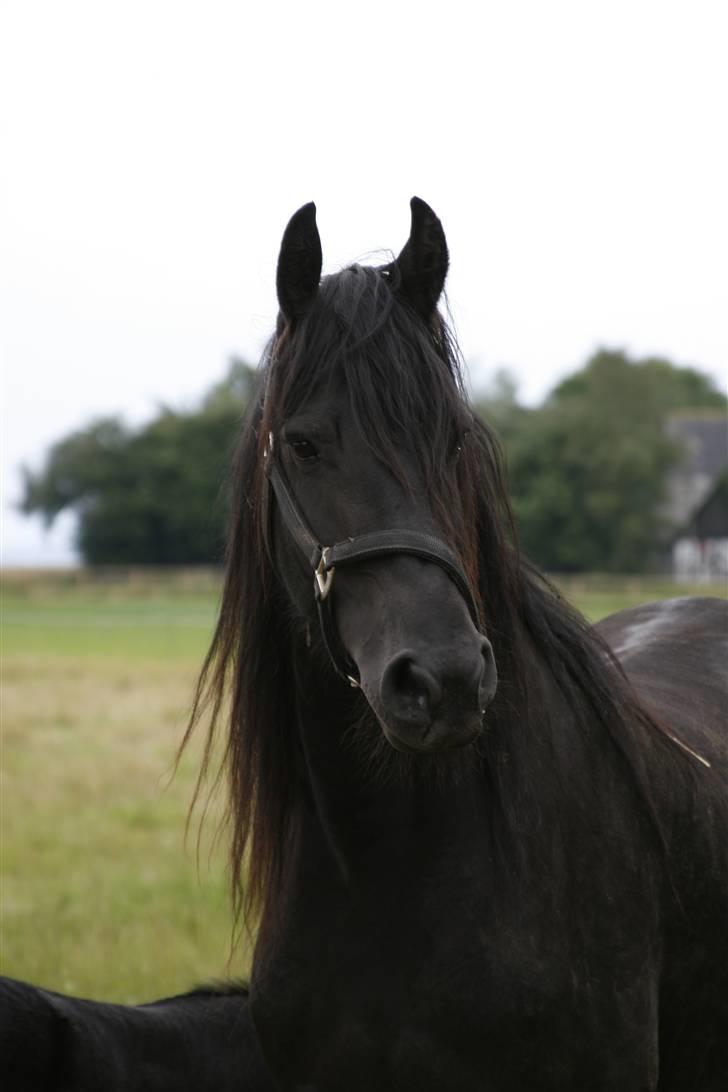 Frieser Willy 'fan Panhuys' billede 3