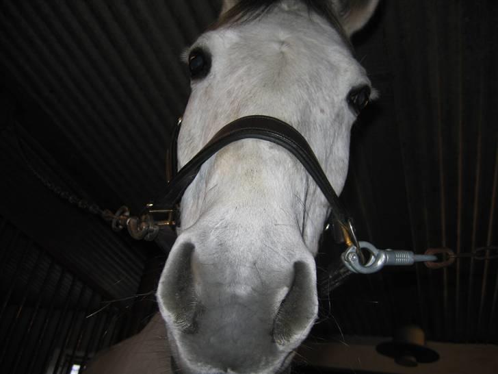 Sportsaraber (A) mistral Savnet for altid  - heh, der har vi joo fedesen!! billede 6