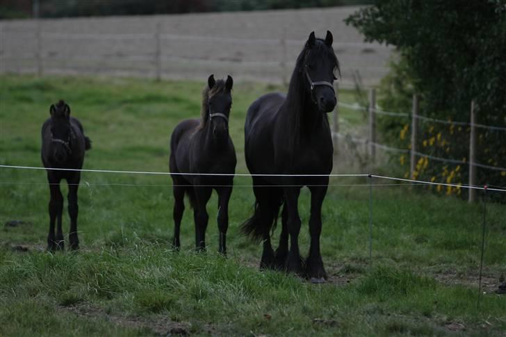 Frieser Willy 'fan Panhuys' - Willy og et par føl billede 5