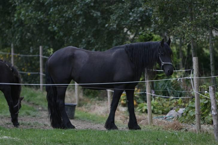 Frieser Willy 'fan Panhuys' billede 6