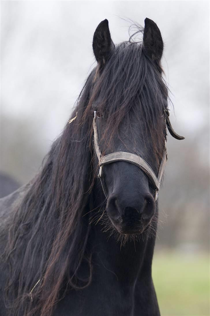 Frieser Willy 'fan Panhuys' - Willy med sit vilde hår billede 7