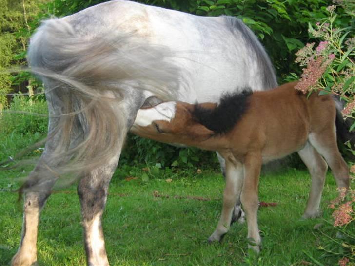 Shetlænder Lady (Solgt) billede 4