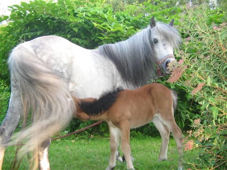 Shetlænder Lady (Solgt) billede 5
